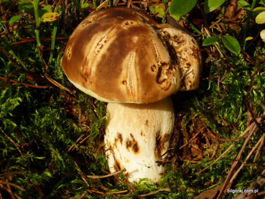 Na grzyby! (NOWE FOTO)