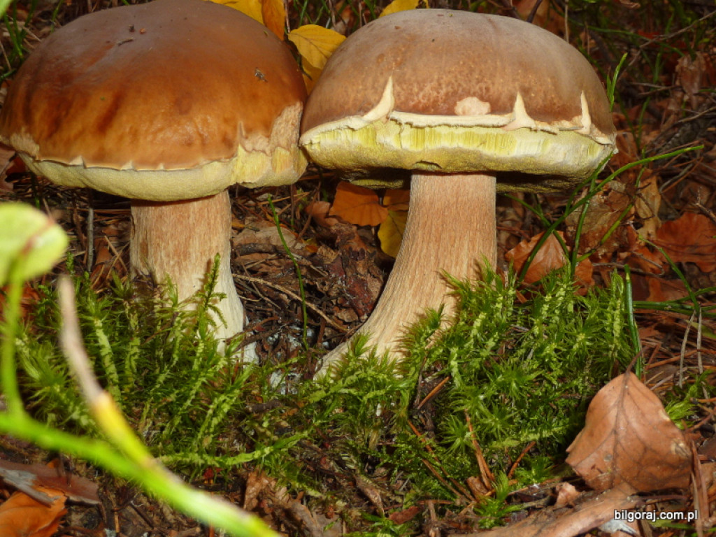 Na grzyby! (NOWE FOTO)