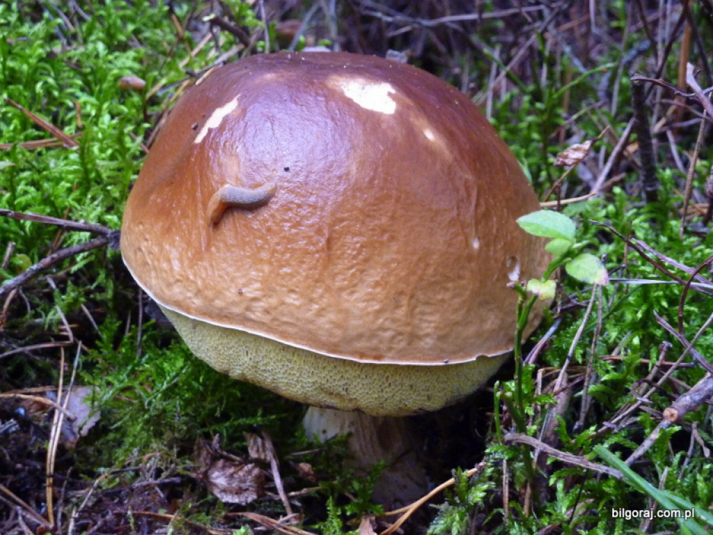 Na grzyby! (NOWE FOTO)