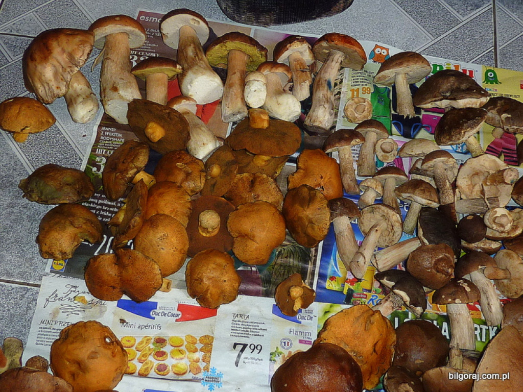 Na grzyby! (NOWE FOTO)