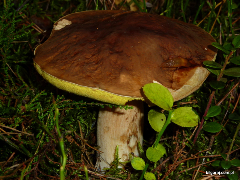 Na grzyby! (NOWE FOTO)