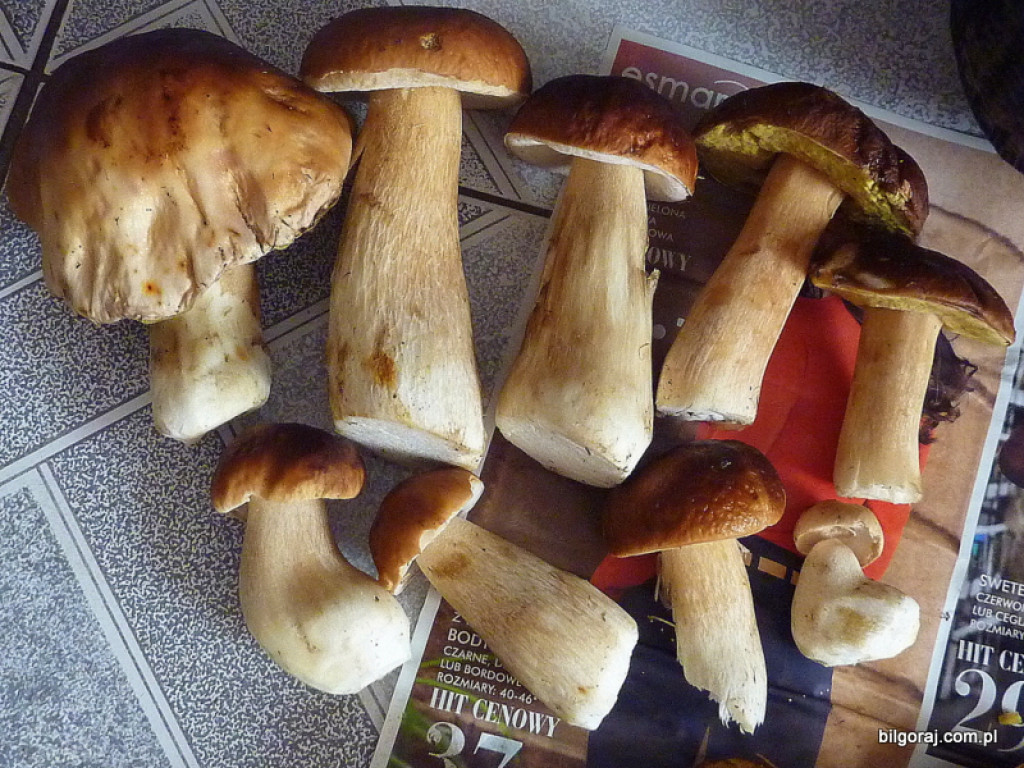 Na grzyby! (NOWE FOTO)