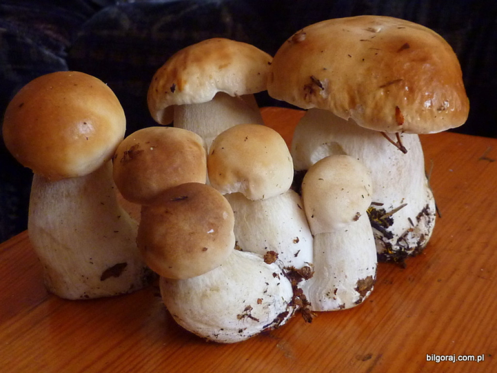 Na grzyby! (NOWE FOTO)