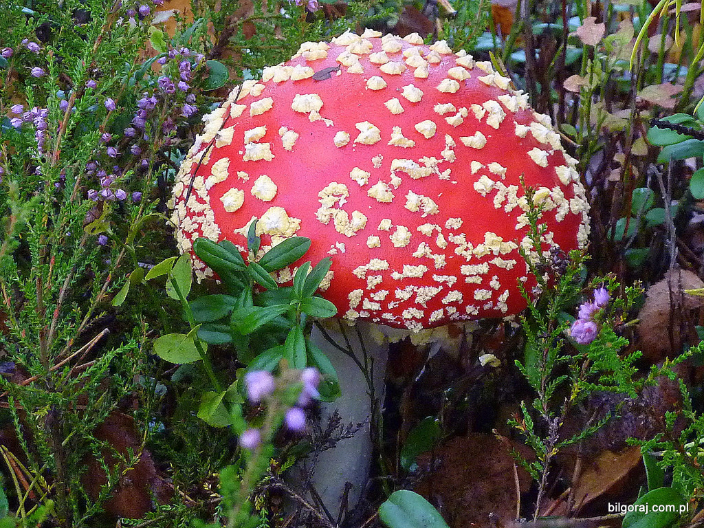 Na grzyby! (NOWE FOTO)