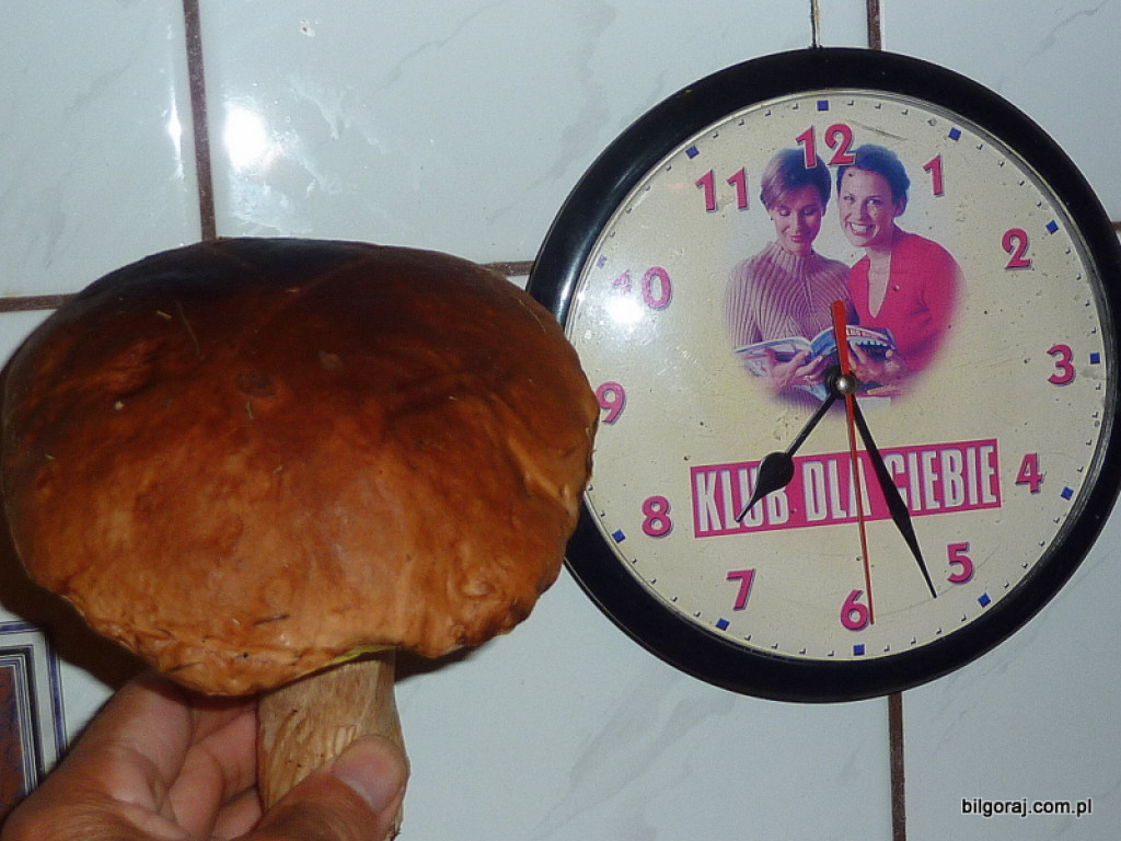 Na grzyby! (NOWE FOTO)