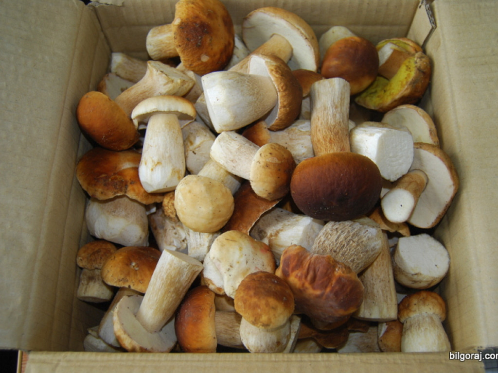 Na grzyby! (NOWE FOTO)