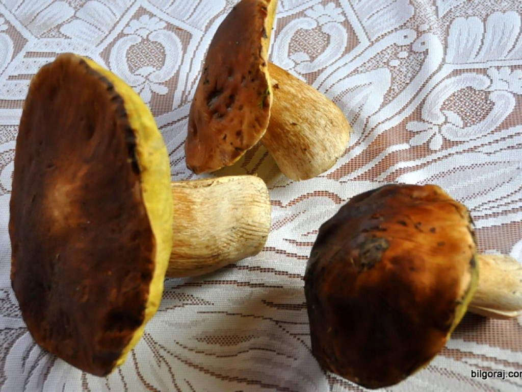 Na grzyby! (NOWE FOTO)