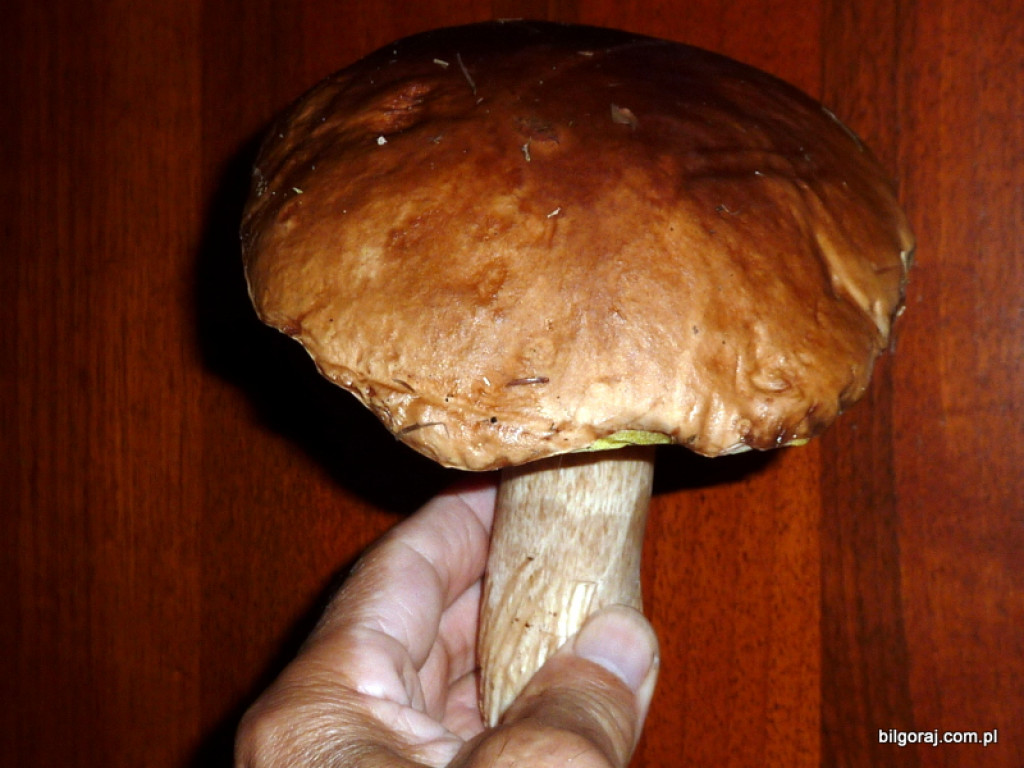 Na grzyby! (NOWE FOTO)