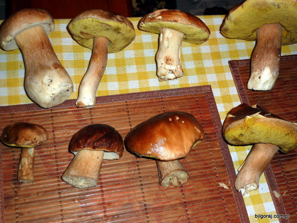 Na grzyby! (NOWE FOTO)