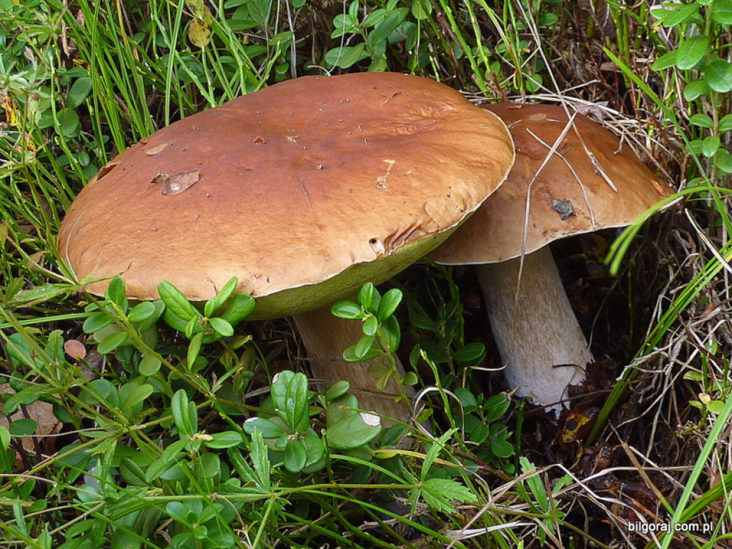 Na grzyby! (NOWE FOTO)