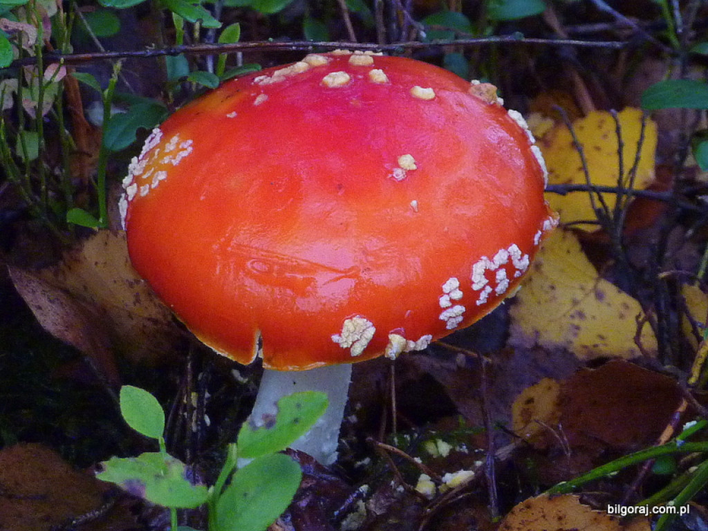 Na grzyby! (NOWE FOTO)