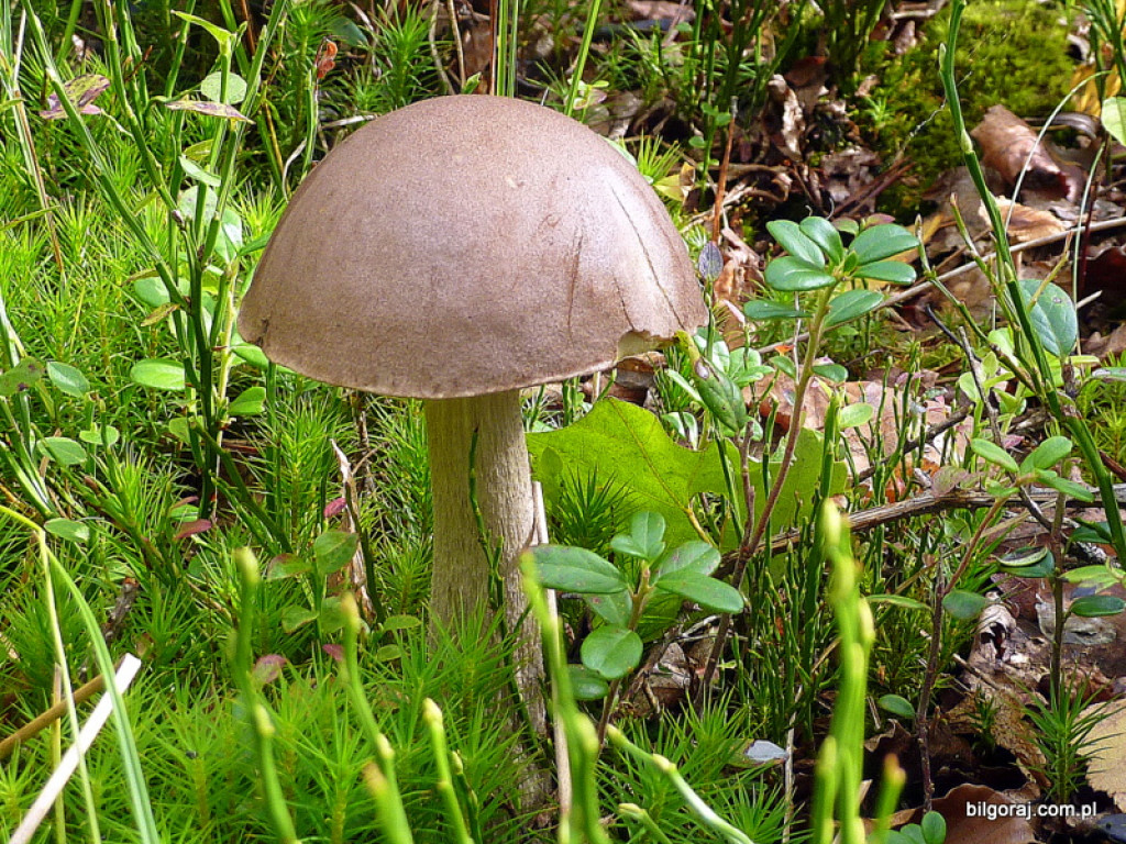 Na grzyby! (NOWE FOTO)