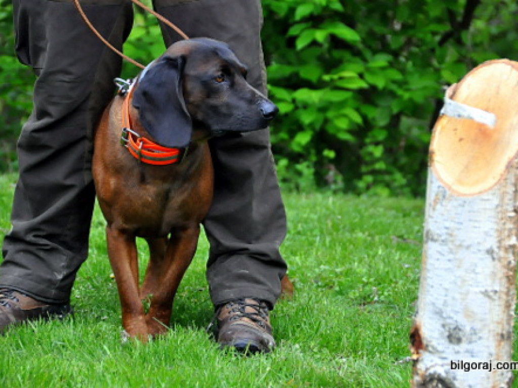 Psy myśliwskie rywalizowały w Wólce Biskiej (WYNIKI, FOTO)