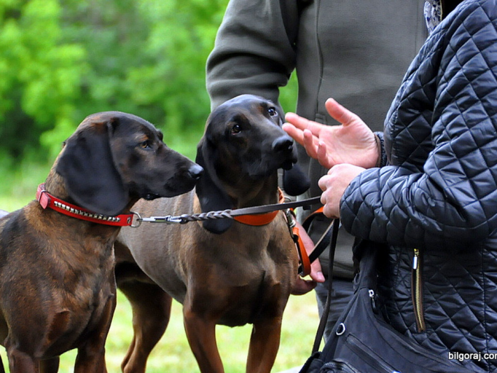 Psy myśliwskie rywalizowały w Wólce Biskiej (WYNIKI, FOTO)