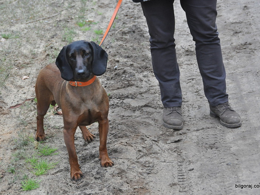 Psy myśliwskie rywalizowały w Wólce Biskiej (WYNIKI, FOTO)