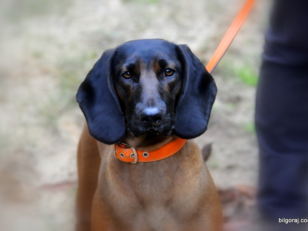 Psy myśliwskie rywalizowały w Wólce Biskiej (WYNIKI, FOTO)