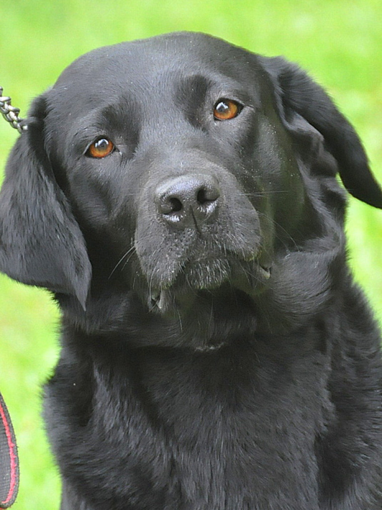 Psy myśliwskie rywalizowały w Wólce Biskiej (WYNIKI, FOTO)