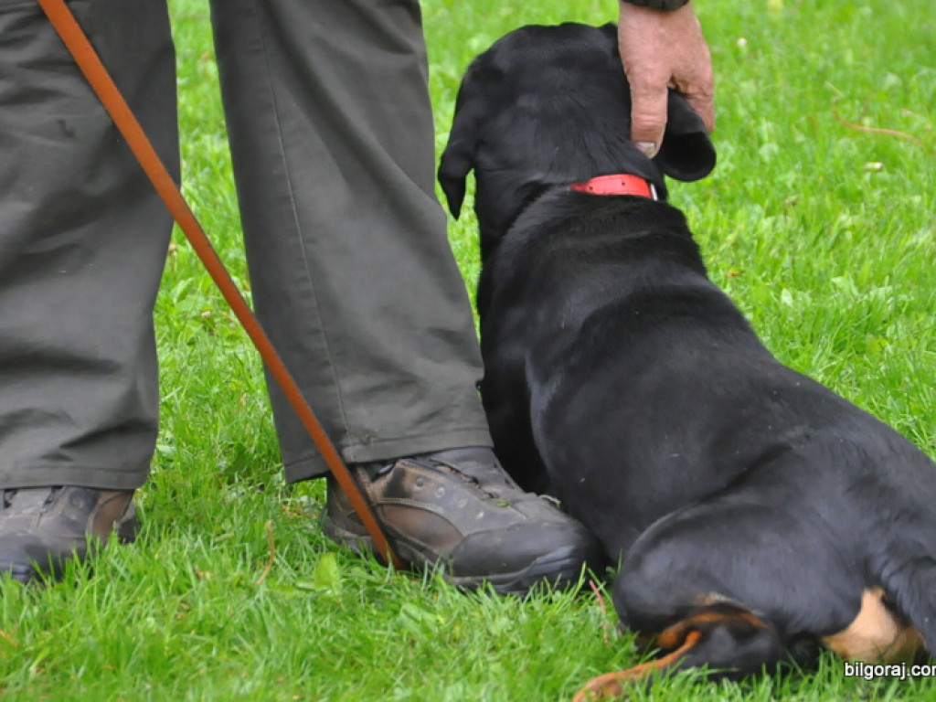 Psy myśliwskie rywalizowały w Wólce Biskiej (WYNIKI, FOTO)