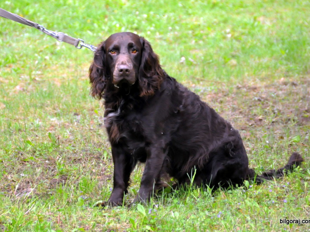 Psy myśliwskie rywalizowały w Wólce Biskiej (WYNIKI, FOTO)
