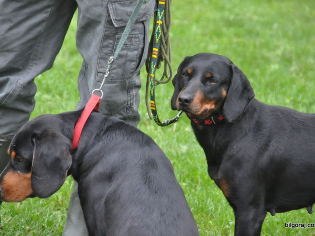 Psy myśliwskie rywalizowały w Wólce Biskiej (WYNIKI, FOTO)