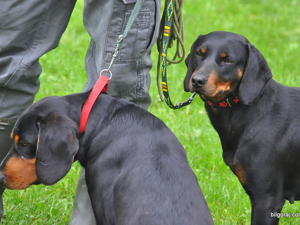 Psy myśliwskie rywalizowały w Wólce Biskiej (WYNIKI, FOTO)