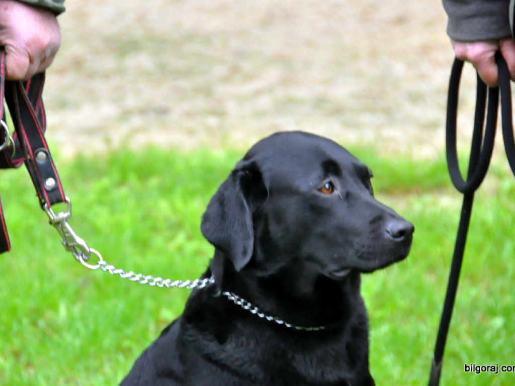 Psy myśliwskie rywalizowały w Wólce Biskiej (WYNIKI, FOTO)