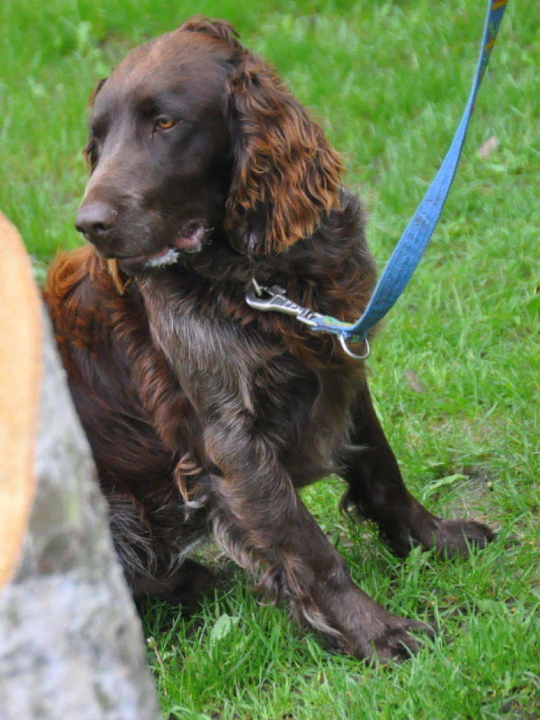 Psy myśliwskie rywalizowały w Wólce Biskiej (WYNIKI, FOTO)