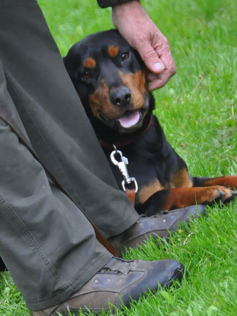 Psy myśliwskie rywalizowały w Wólce Biskiej (WYNIKI, FOTO)