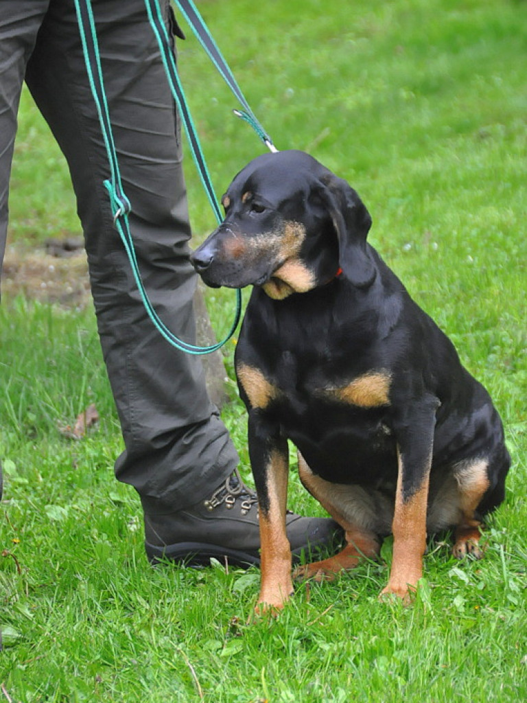 Psy myśliwskie rywalizowały w Wólce Biskiej (WYNIKI, FOTO)