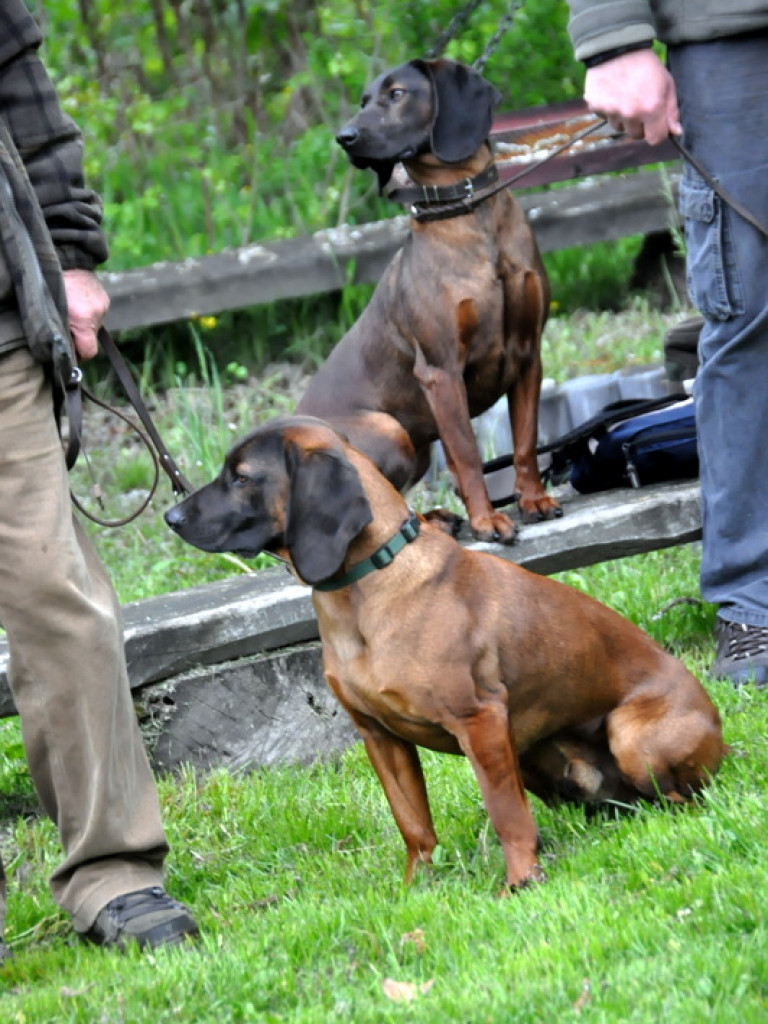 Psy myśliwskie rywalizowały w Wólce Biskiej (WYNIKI, FOTO)