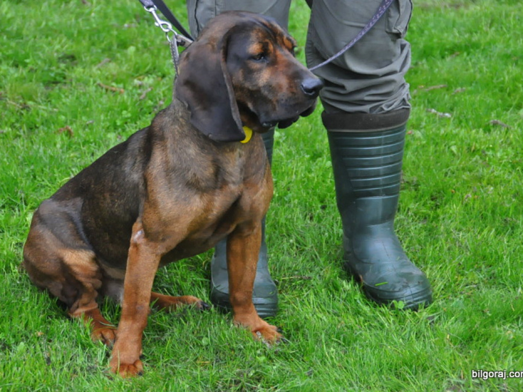 Psy myśliwskie rywalizowały w Wólce Biskiej (WYNIKI, FOTO)