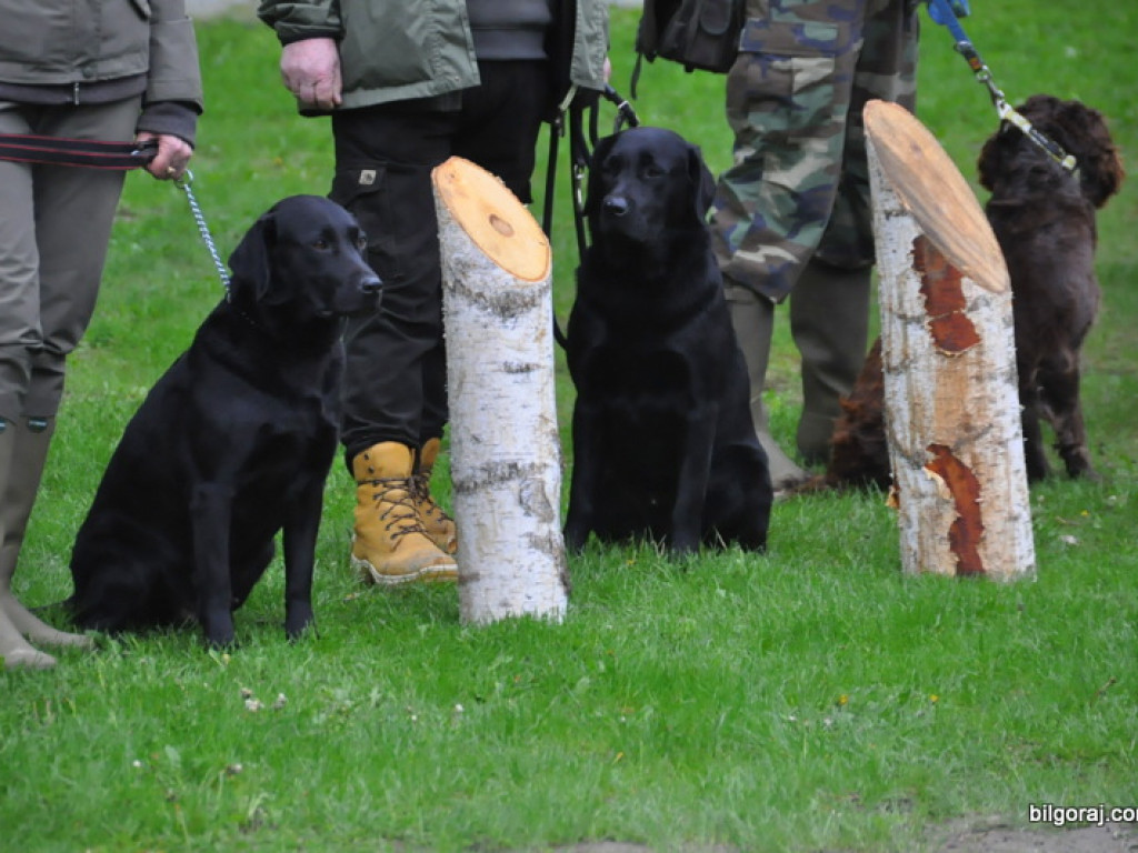 Psy myśliwskie rywalizowały w Wólce Biskiej (WYNIKI, FOTO)
