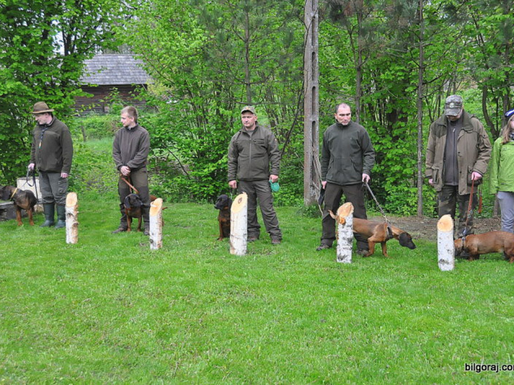 Psy myśliwskie rywalizowały w Wólce Biskiej (WYNIKI, FOTO)