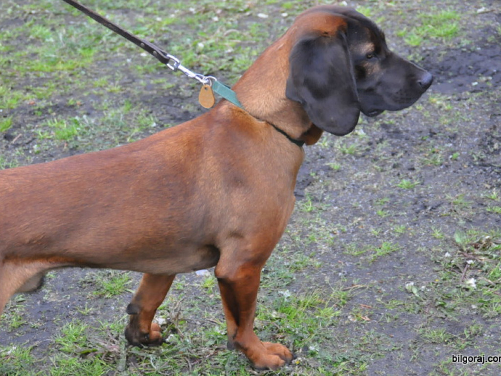 Psy myśliwskie rywalizowały w Wólce Biskiej (WYNIKI, FOTO)