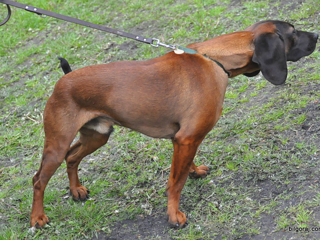 Psy myśliwskie rywalizowały w Wólce Biskiej (WYNIKI, FOTO)