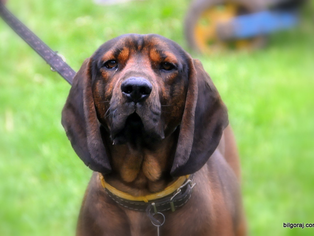 Psy myśliwskie rywalizowały w Wólce Biskiej (WYNIKI, FOTO)