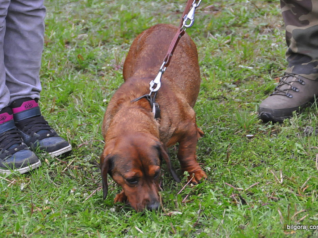 Psy myśliwskie rywalizowały w Wólce Biskiej (WYNIKI, FOTO)