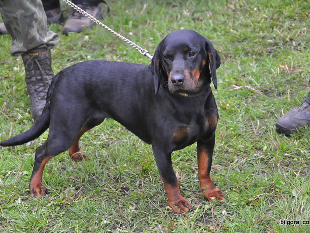Psy myśliwskie rywalizowały w Wólce Biskiej (WYNIKI, FOTO)