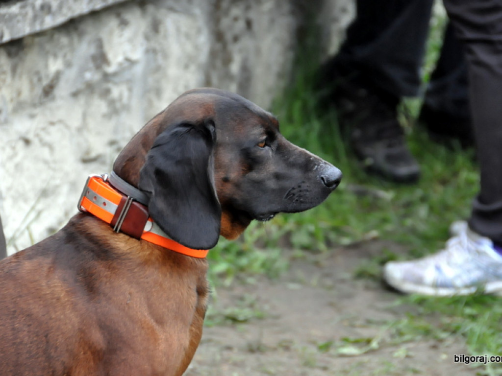 Psy myśliwskie rywalizowały w Wólce Biskiej (WYNIKI, FOTO)