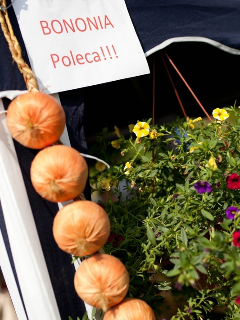 Gorajskie święto cebuli (FOTO)