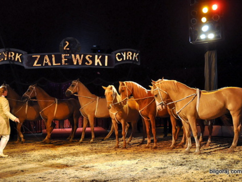Cyrk Zalewski w Biłgoraju z nowym repertuarem (FOTO)