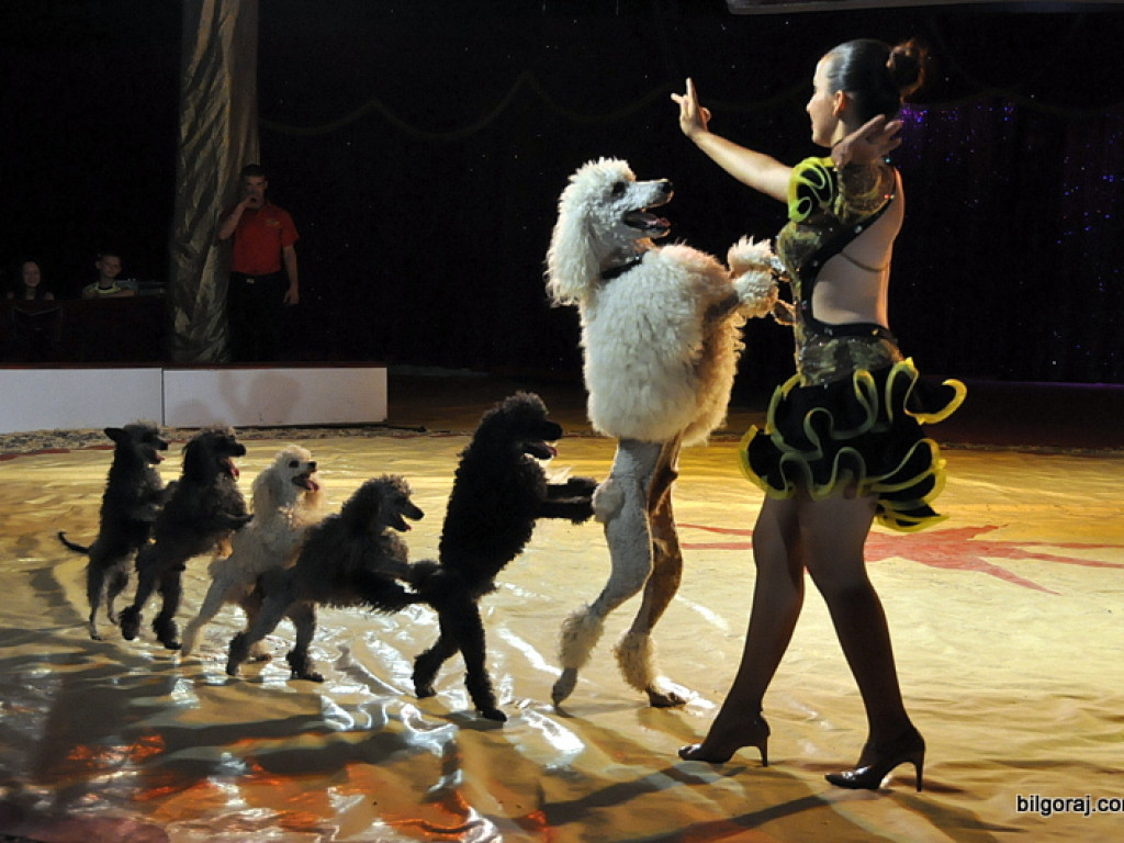 Cyrk Zalewski w Biłgoraju z nowym repertuarem (FOTO)