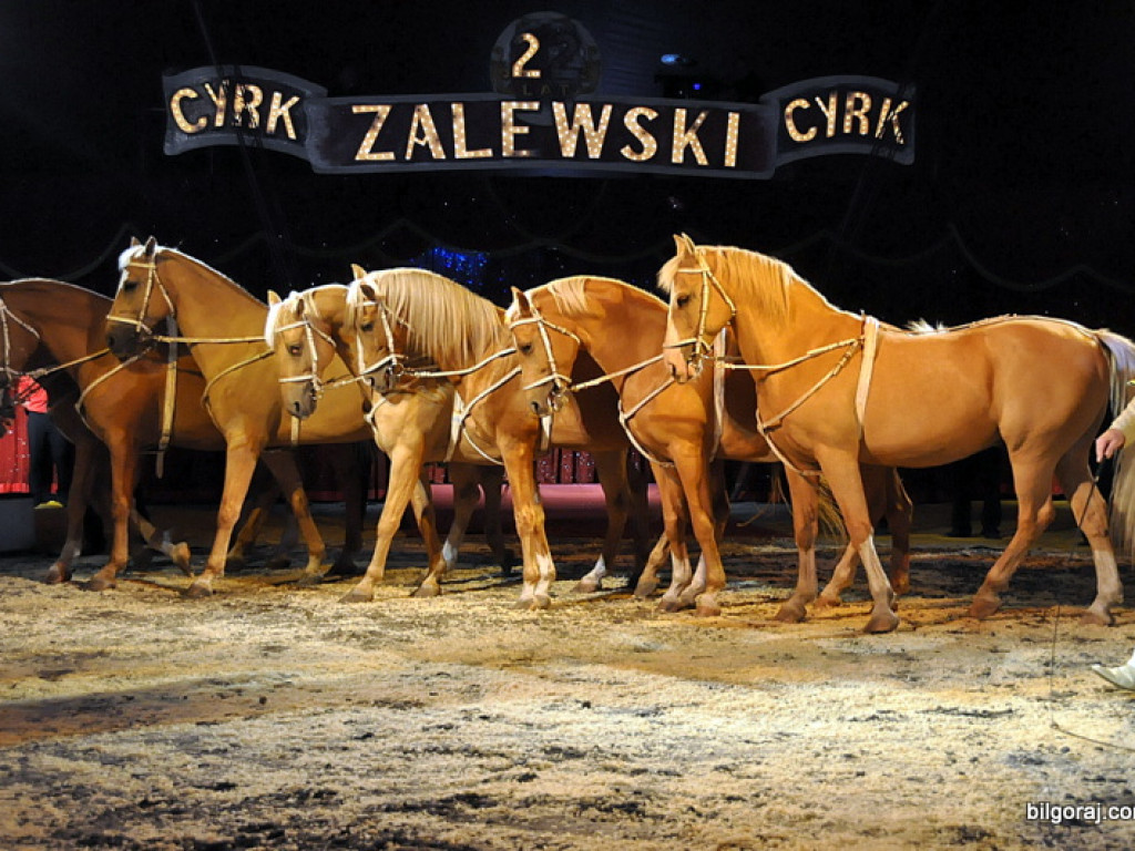 Cyrk Zalewski w Biłgoraju z nowym repertuarem (FOTO)