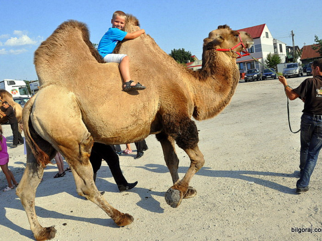 Cyrk Zalewski w Biłgoraju z nowym repertuarem (FOTO)