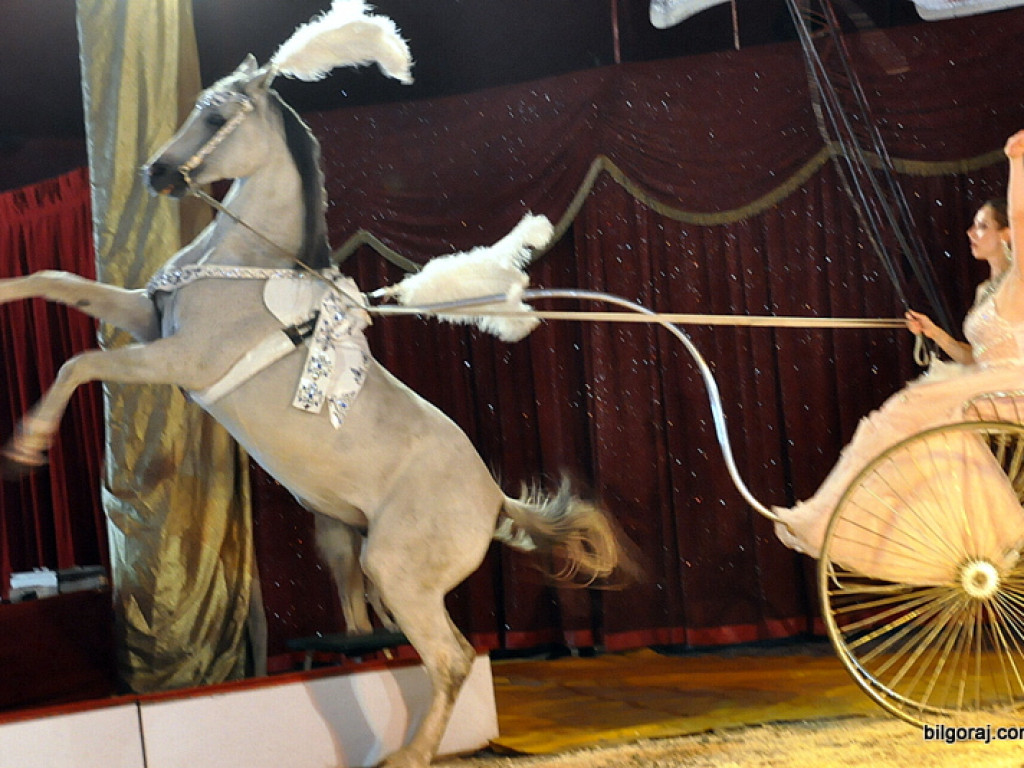 Cyrk Zalewski w Biłgoraju z nowym repertuarem (FOTO)