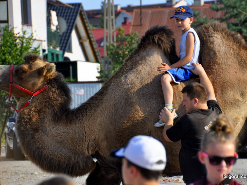 Cyrk Zalewski w Biłgoraju z nowym repertuarem (FOTO)