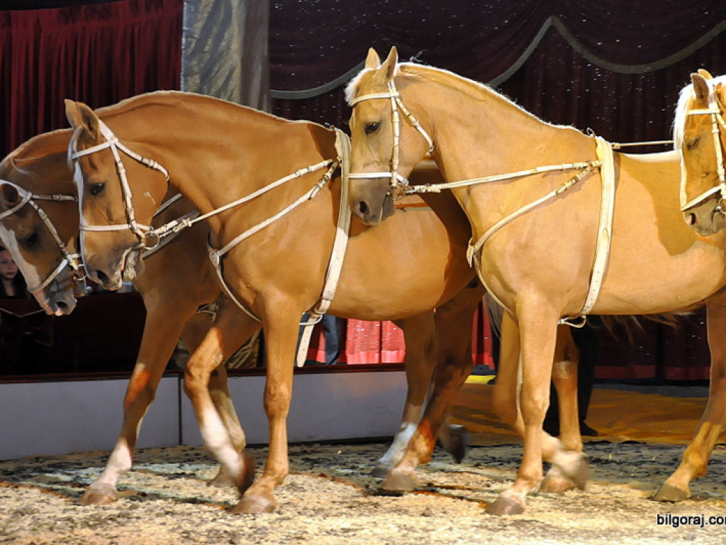 Cyrk Zalewski w Biłgoraju z nowym repertuarem (FOTO)