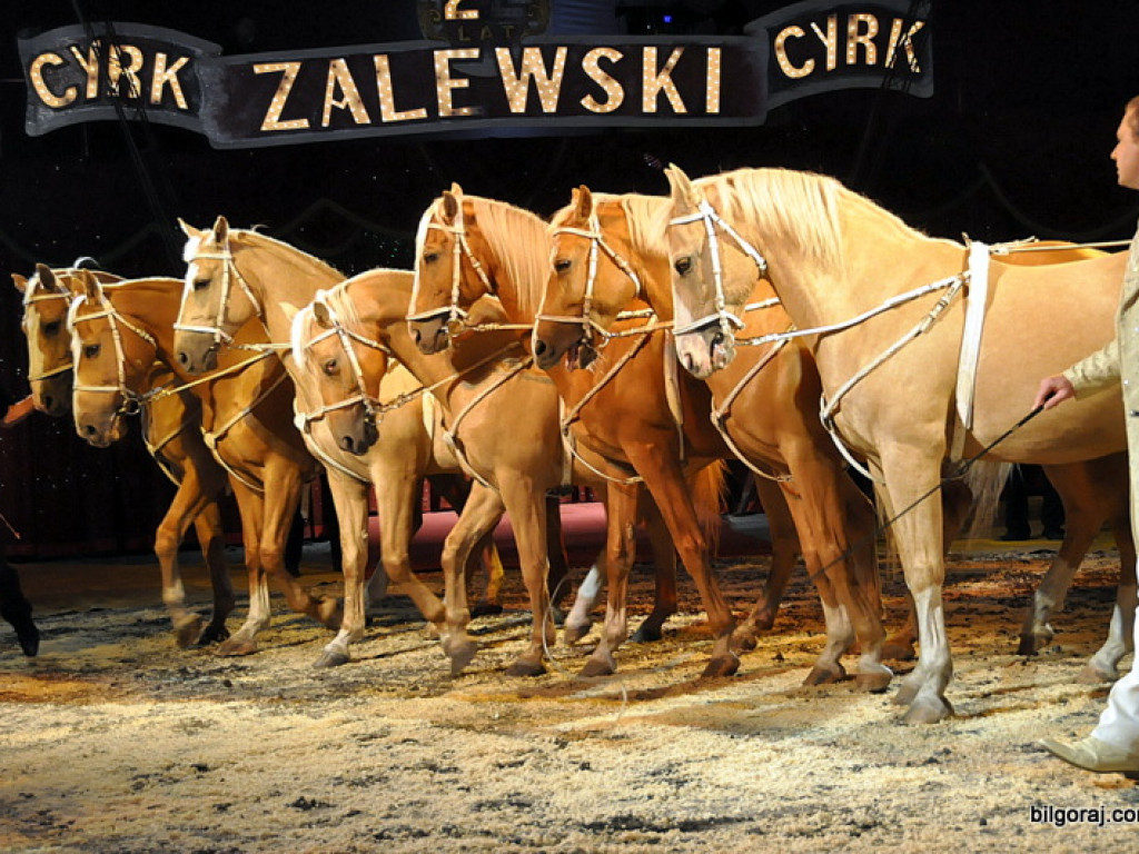 Cyrk Zalewski w Biłgoraju z nowym repertuarem (FOTO)