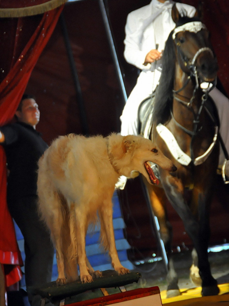 Cyrk Zalewski w Biłgoraju z nowym repertuarem (FOTO)