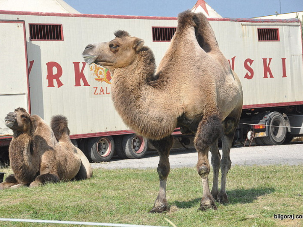 Cyrk Zalewski w Biłgoraju z nowym repertuarem (FOTO)